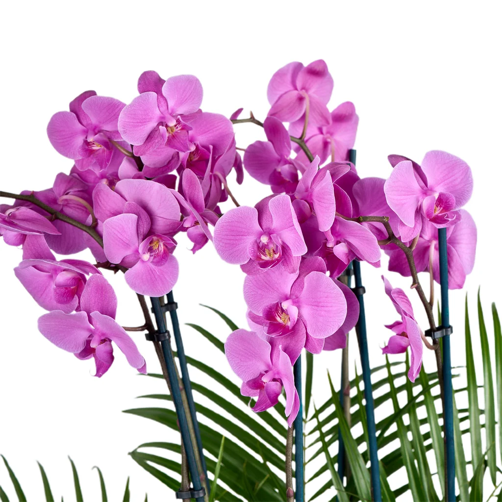 6 Dallı Mor Orkide - 3