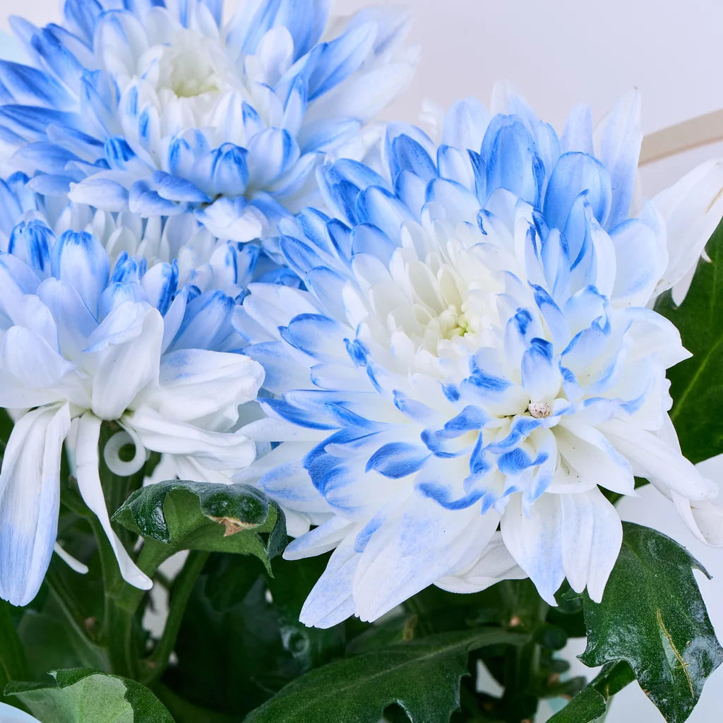 Saksıda Blue Kasımpatı - 3