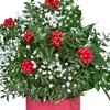 Kokina Snow Dream - 3
