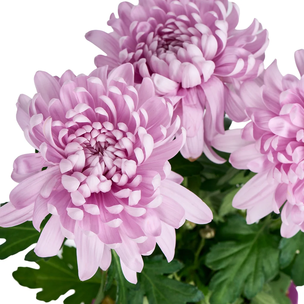 Saksılı Pembe Kasımpatı - 3