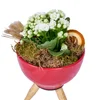Vazoda Beyaz Kalanchoe - 3
