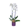 Amethyst White Orkide