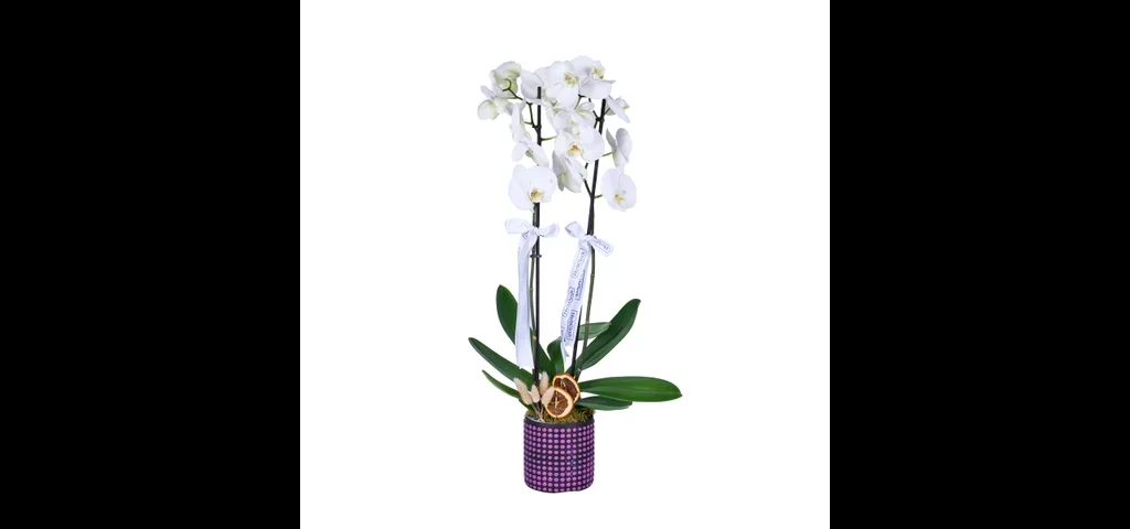 Amethyst White Orkide