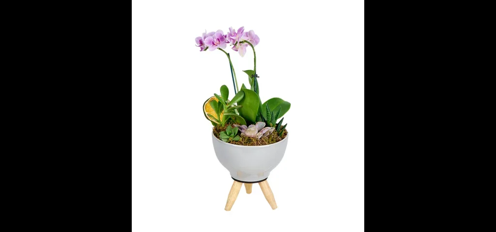 Mini Mor Orkide & Sukulent Aranjmanı