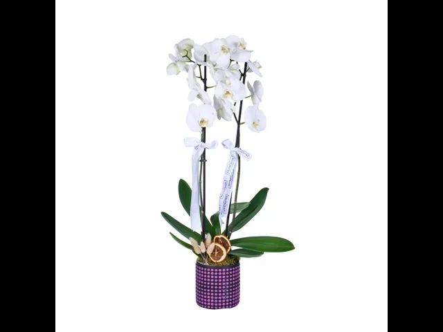 Amethyst White Orkide