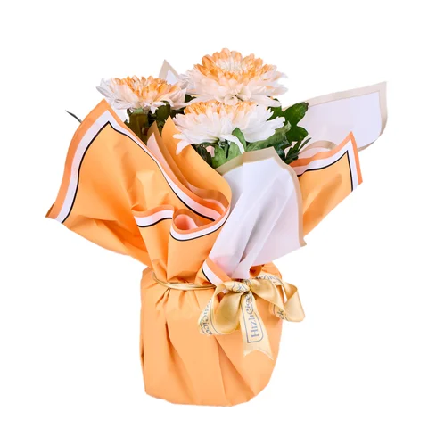 Saksıda Orange Kasımpatı