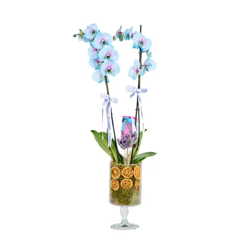 Double Lagoon Spark Orkide