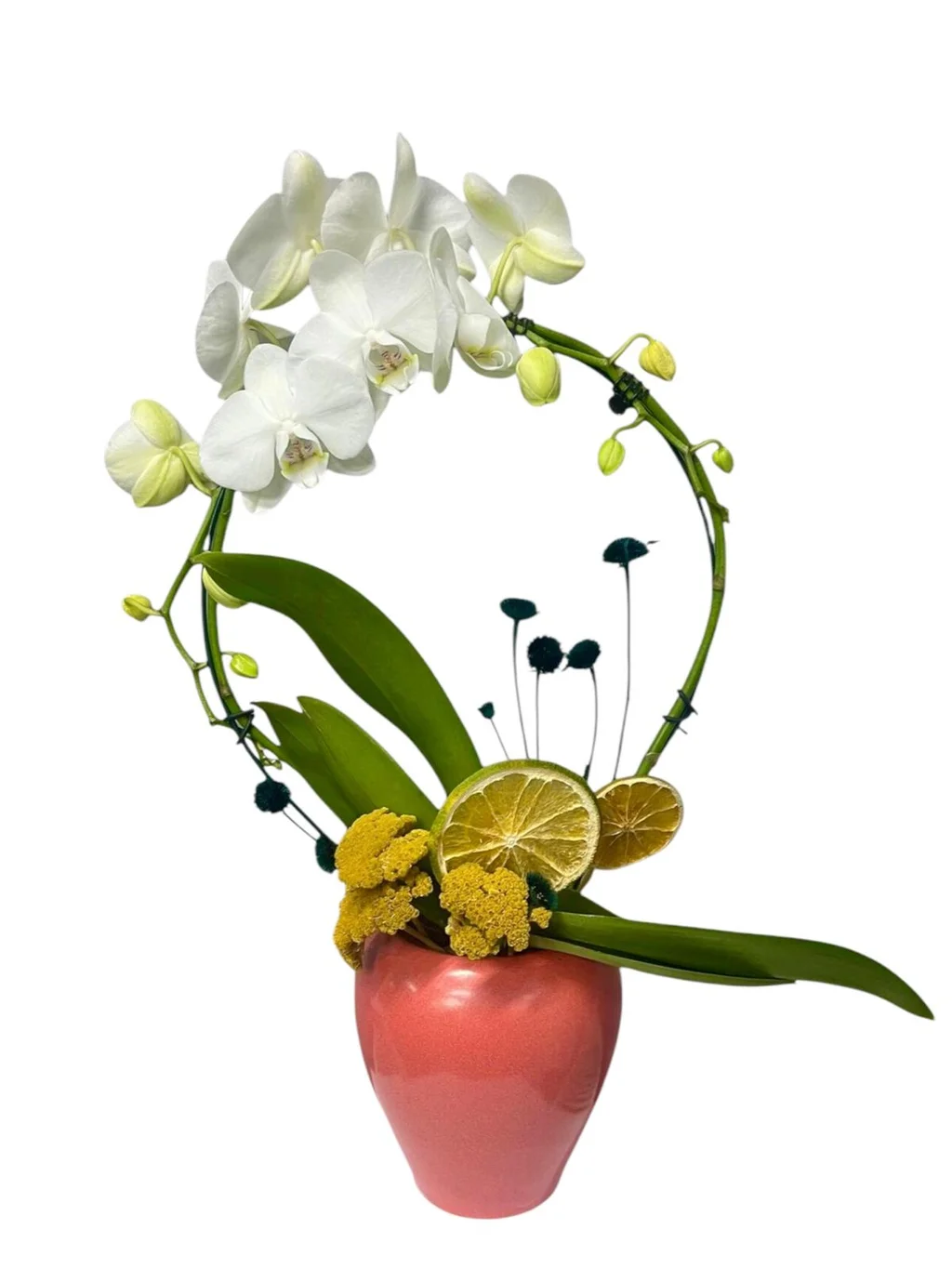 White Circle Orkide