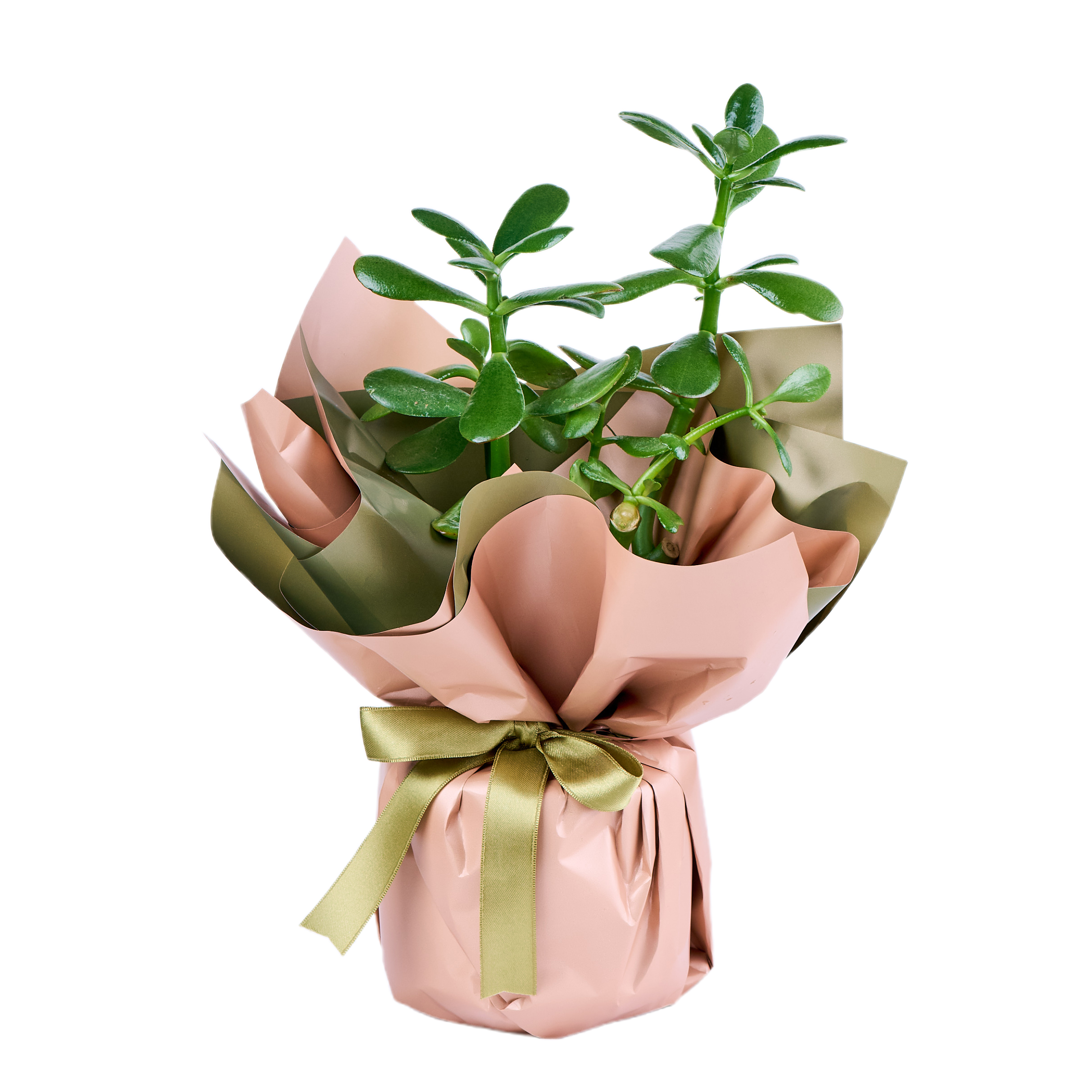 Şans Çiçeği (Crassula) - 5