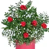 Kokina Snow Dream - 2
