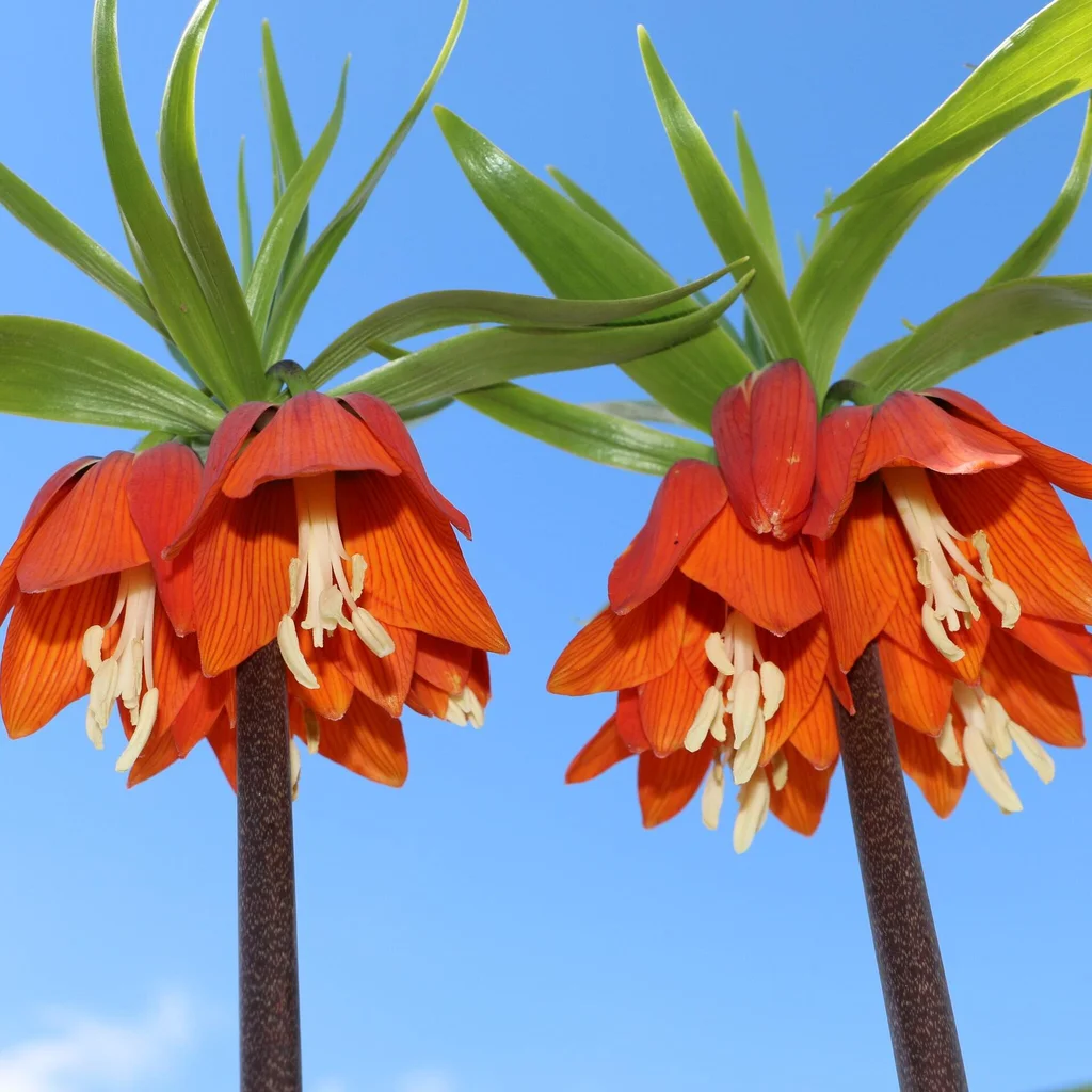 Ters Lale Hikayesi: Güzelliğin Ardındaki Hüzün