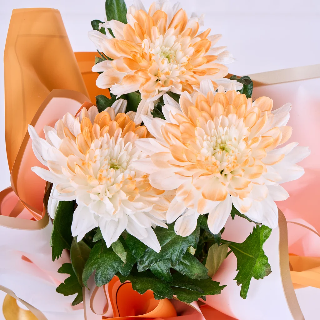 Saksıda Orange Kasımpatı - 3