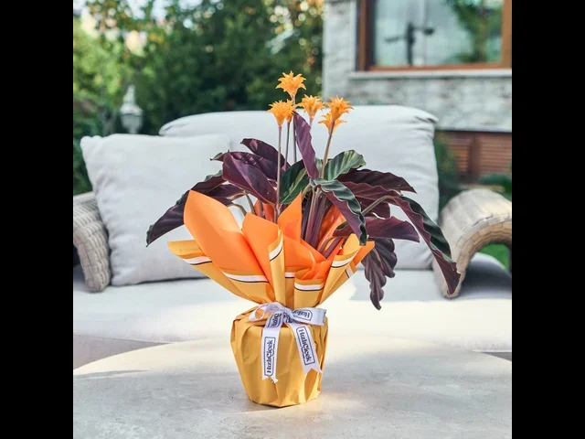 Calathea Crocata (Turuncu Dua Çiçeği)