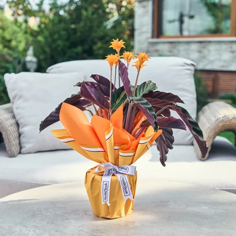 Calathea Crocata (Turuncu Dua Çiçeği)