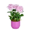 Saksılı Pembe Kasımpatı