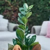 Zeze Çiçeği (Zamia Bitkisi) - 2
