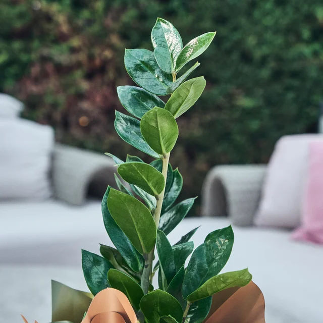Zeze Çiçeği (Zamia Bitkisi) - 2