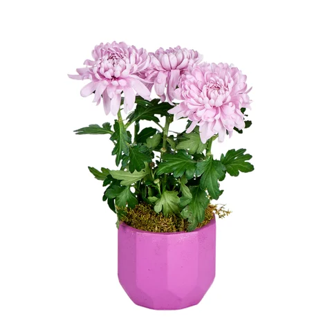 Saksılı Pembe Kasımpatı