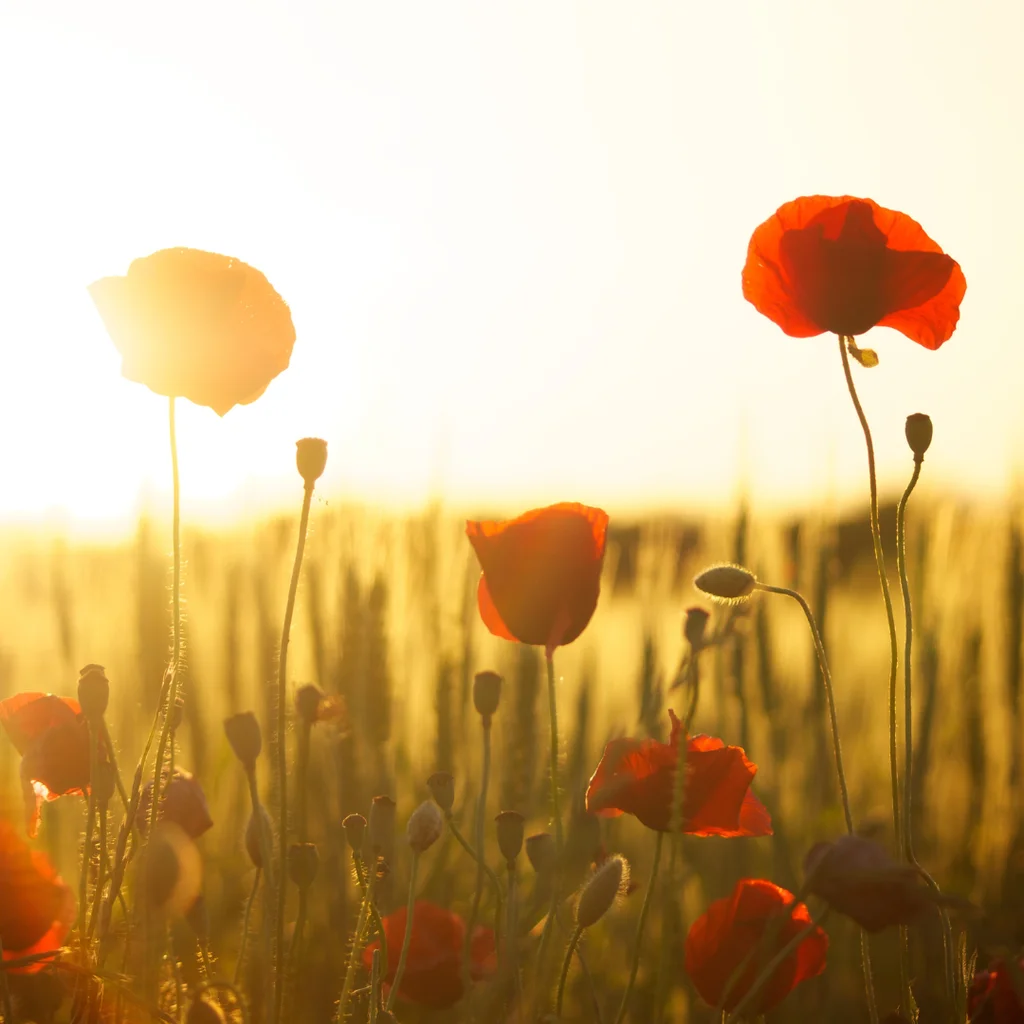 Kırmızı Renkli Çiçekler Nelerdir? 