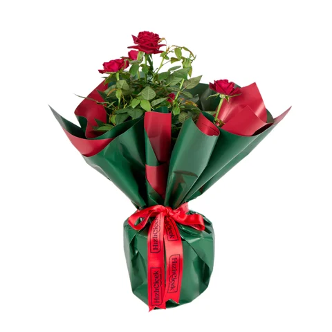 Kırmızı Gül Fidanı