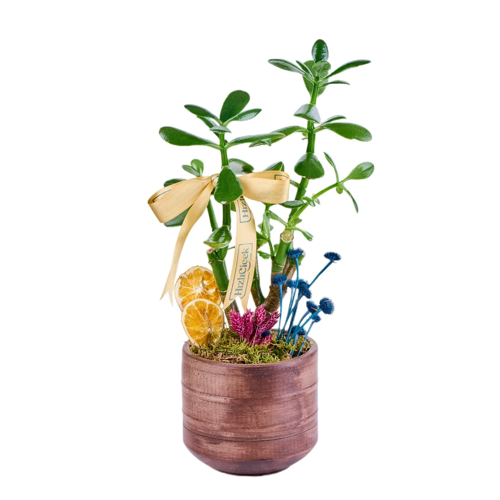 Saksılı Şans Çiçeği (Crassula)