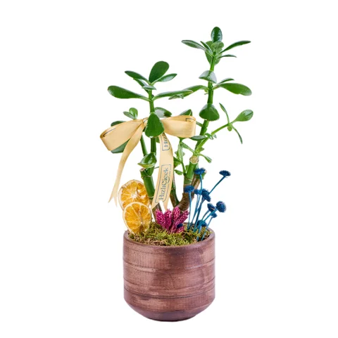 Saksılı Şans Çiçeği (Crassula)