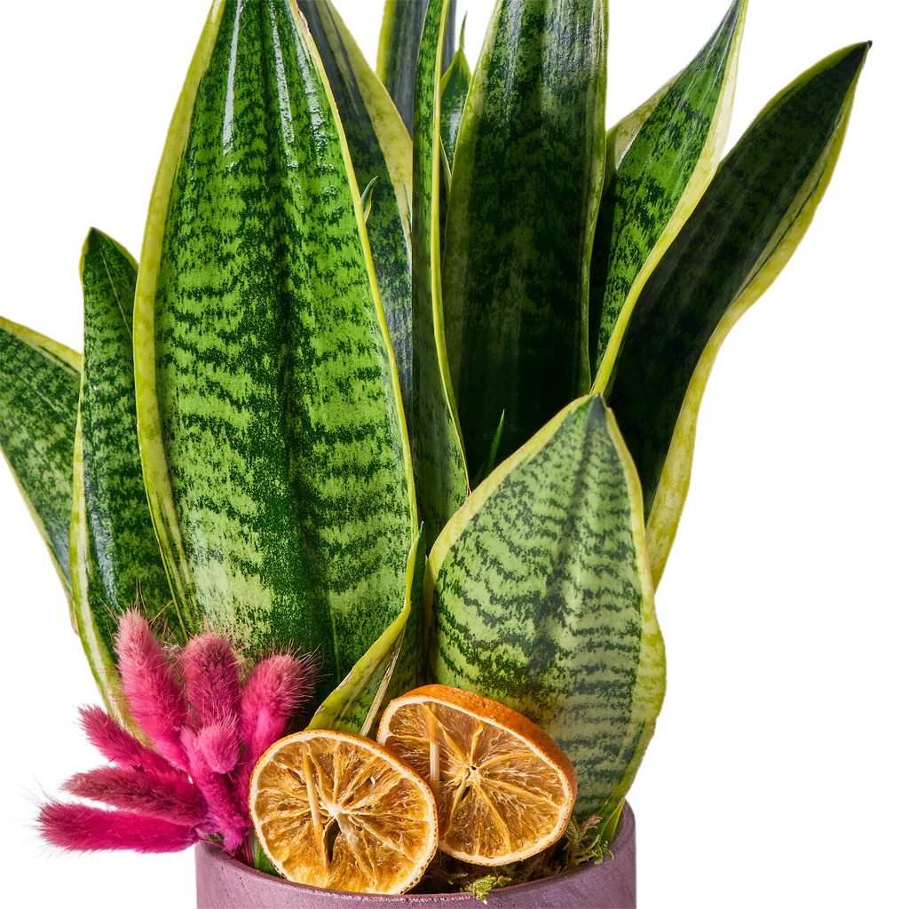 Paşa Kılıcı Çiçeği - 3