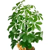 Saksılı Şeflera Bitkisi (Schefflera) - 2