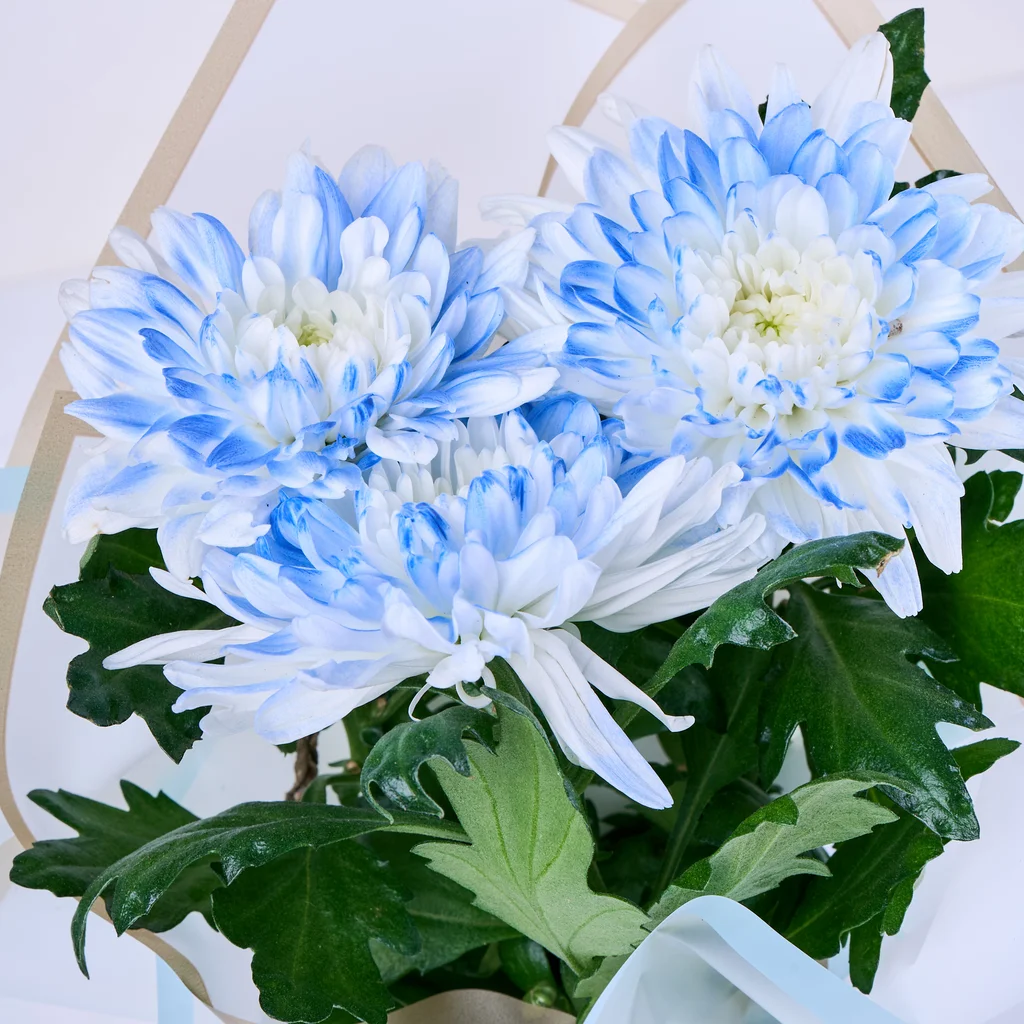 Saksıda Blue Kasımpatı - 2