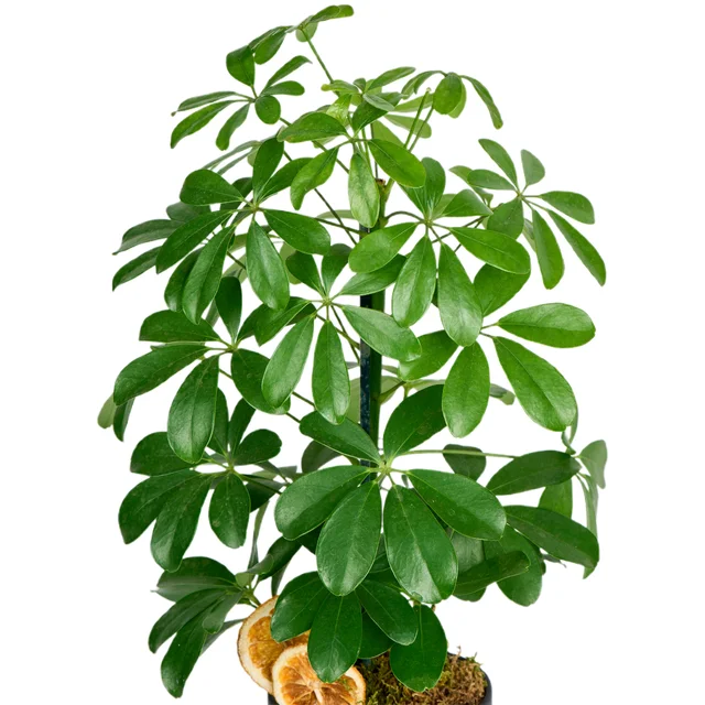 Saksılı Şeflera Bitkisi (Schefflera) - 2