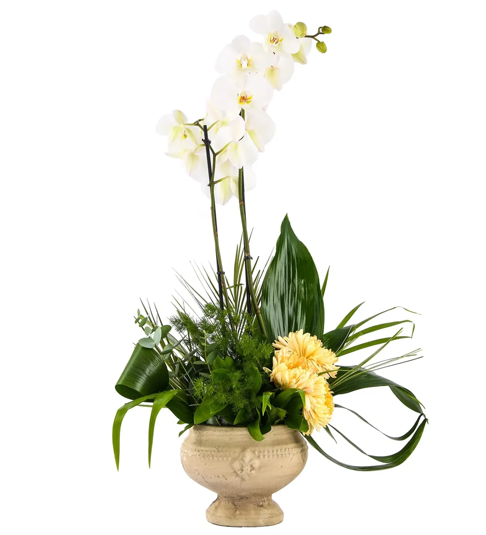 Double Sweet White Orkide