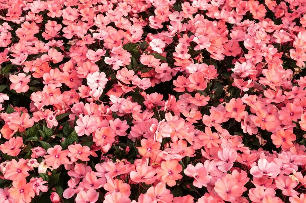 Cam Güzeli Nedir? Özellikleri ve Bakımı 