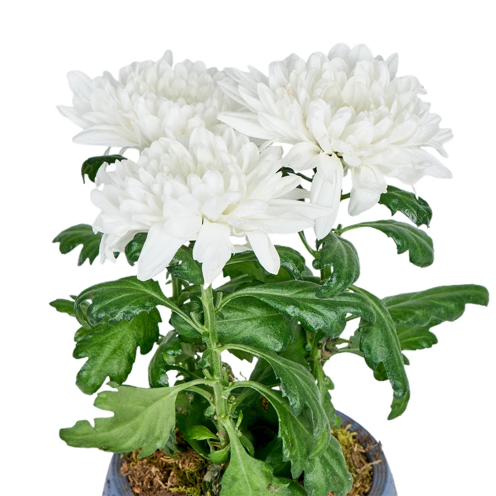 Winter Snow Kasımpatı - 4