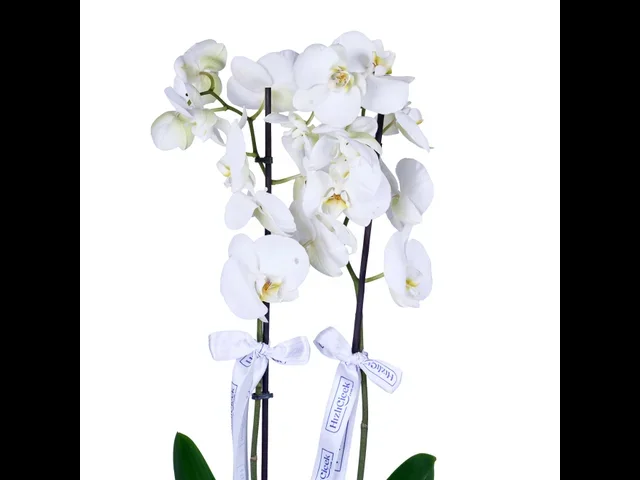 Amethyst White Orkide - 2