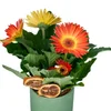 Turuncu Saksı Gerbera - 3