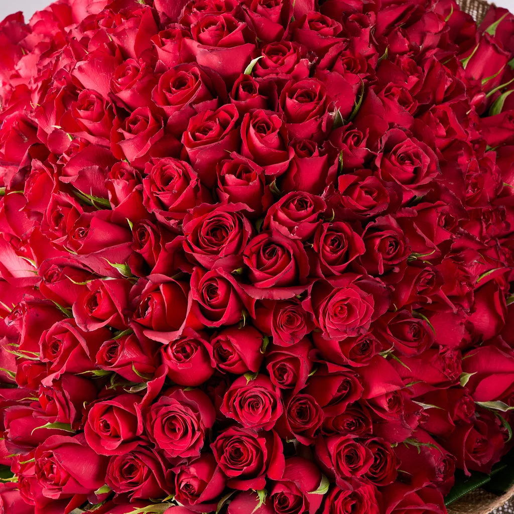 301 Kırmızı Gül - 3