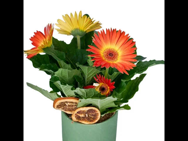 Turuncu Saksı Gerbera - 3