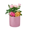 Saksılı Pembe Gül Fidanı