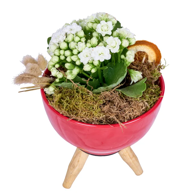 Vazoda Beyaz Kalanchoe - 2