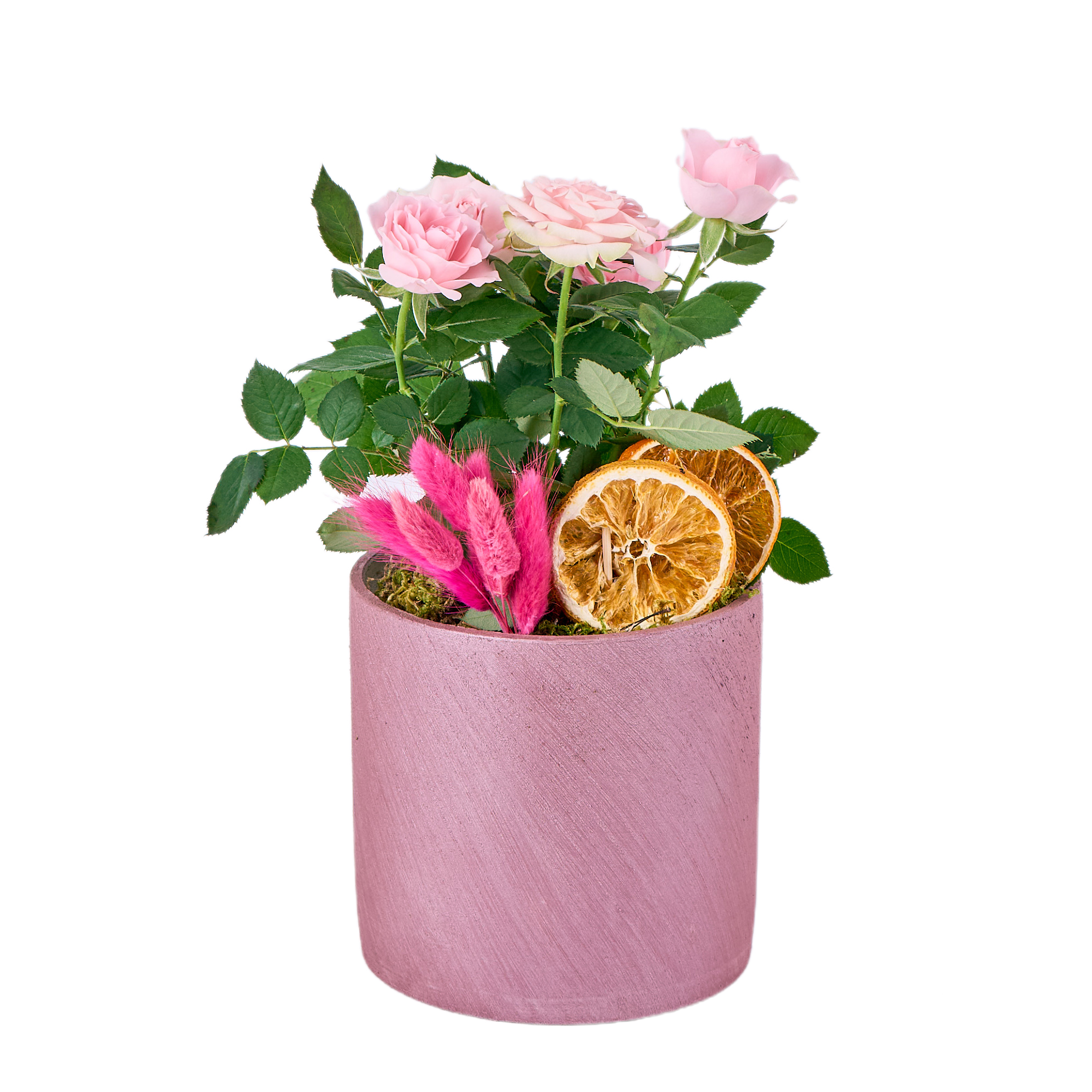 Saksılı Pembe Gül Fidanı - 7