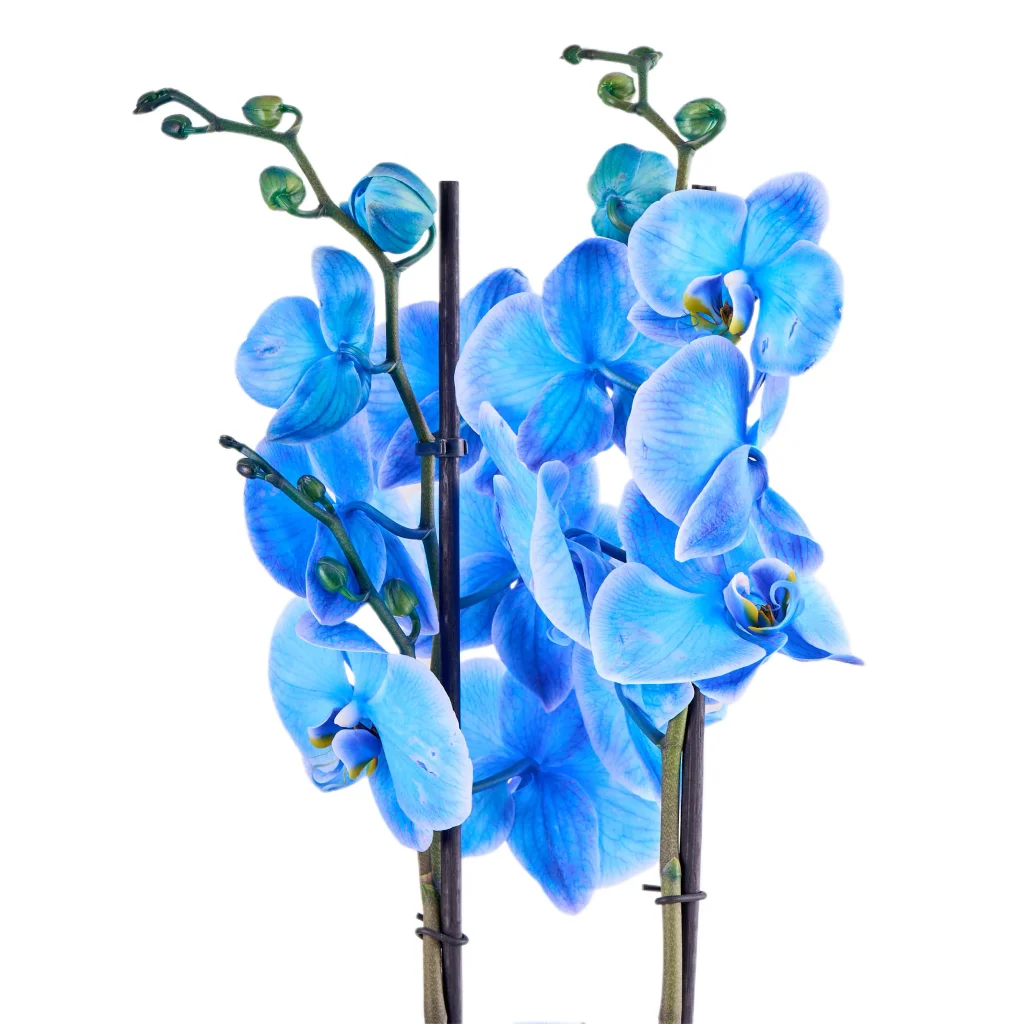 Saksıda Double Blue Orkide - 2