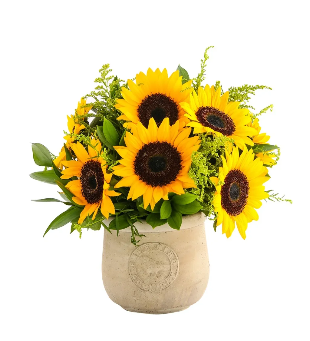 Sun Baby Ayçiçeği