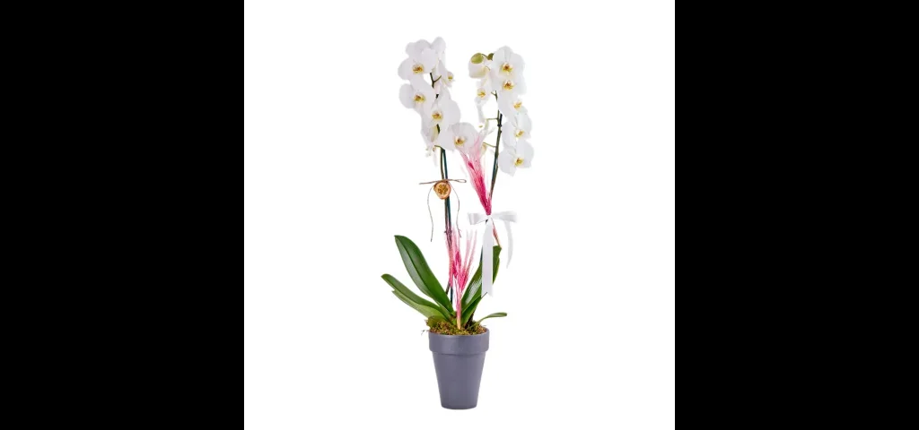 Saksıda Double White Orkide