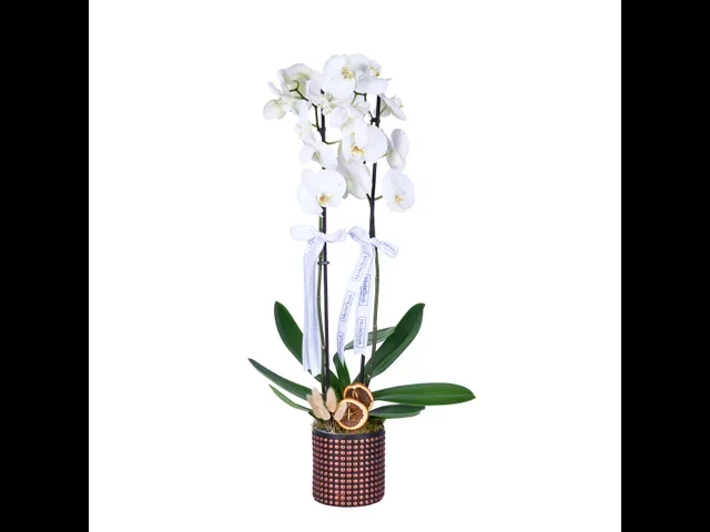 Diamond White Orkide