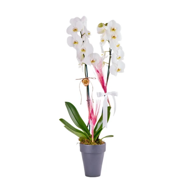 Saksıda Double White Orkide