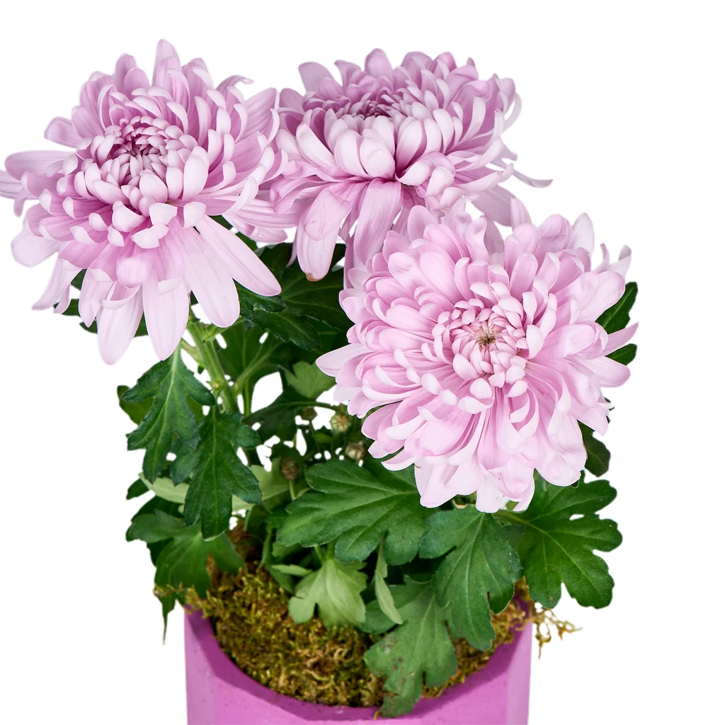 Saksılı Pembe Kasımpatı - 2