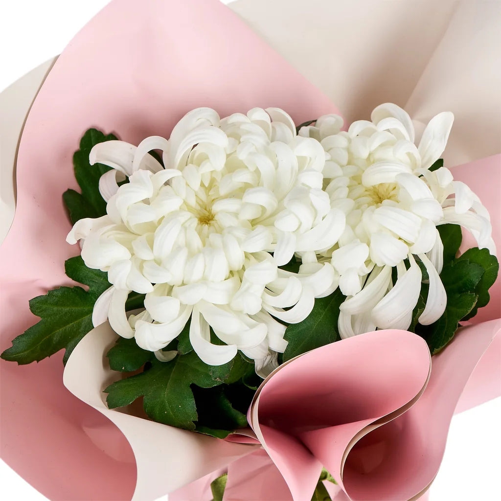 Saksıda Beyaz Kasımpatı - 3