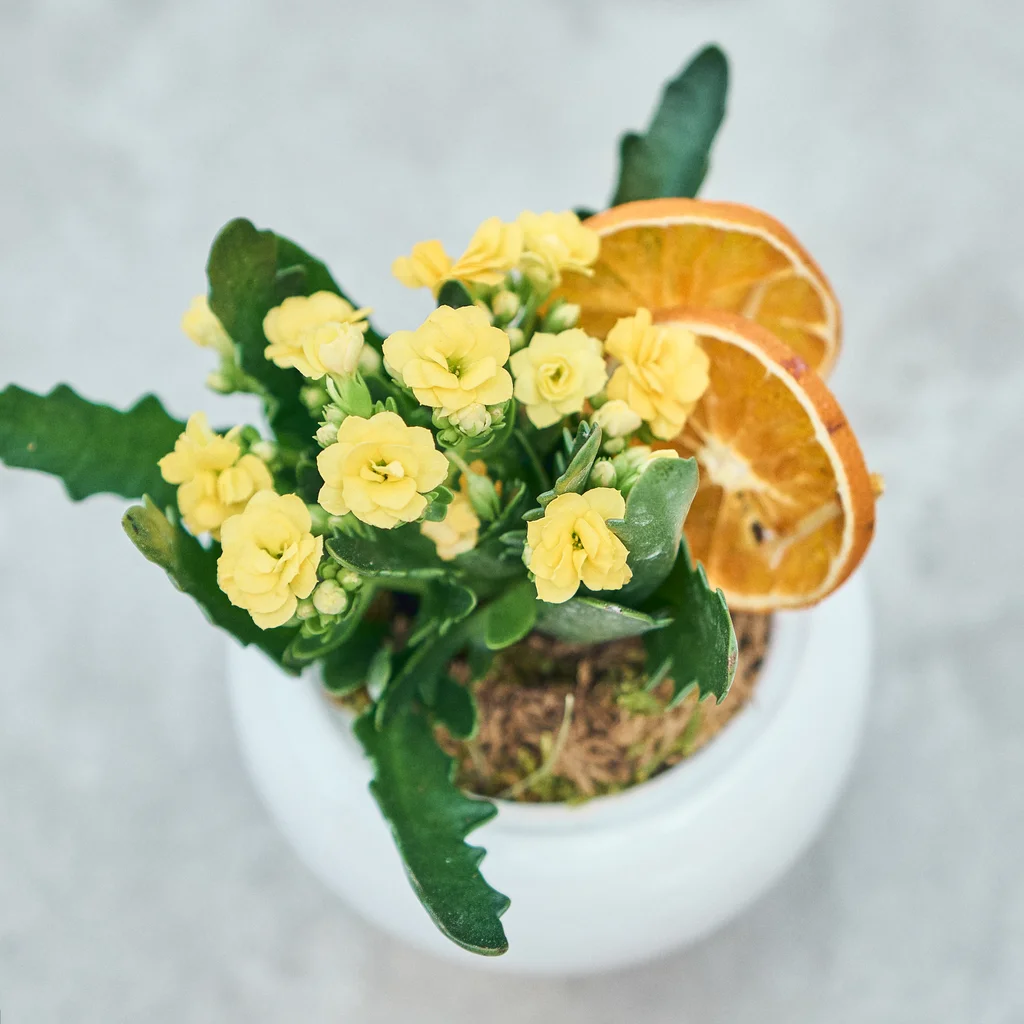 Vazoda Sarı Kalanchoe - 3