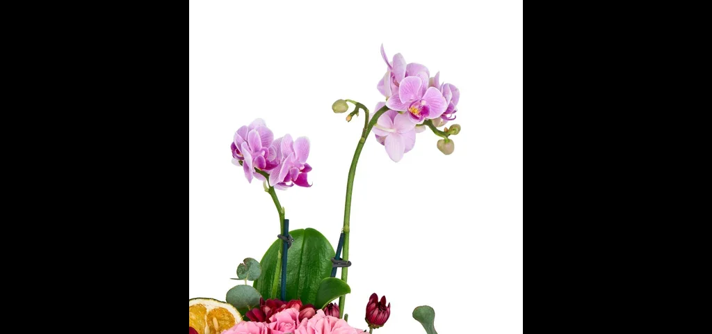 Lux Mini Mor Orkide Aranjmanı - 4