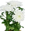 Pure White Kasımpatı - 2